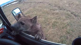 鬣狗之路手机在线观看,手机在线观看，探索非洲野性传奇